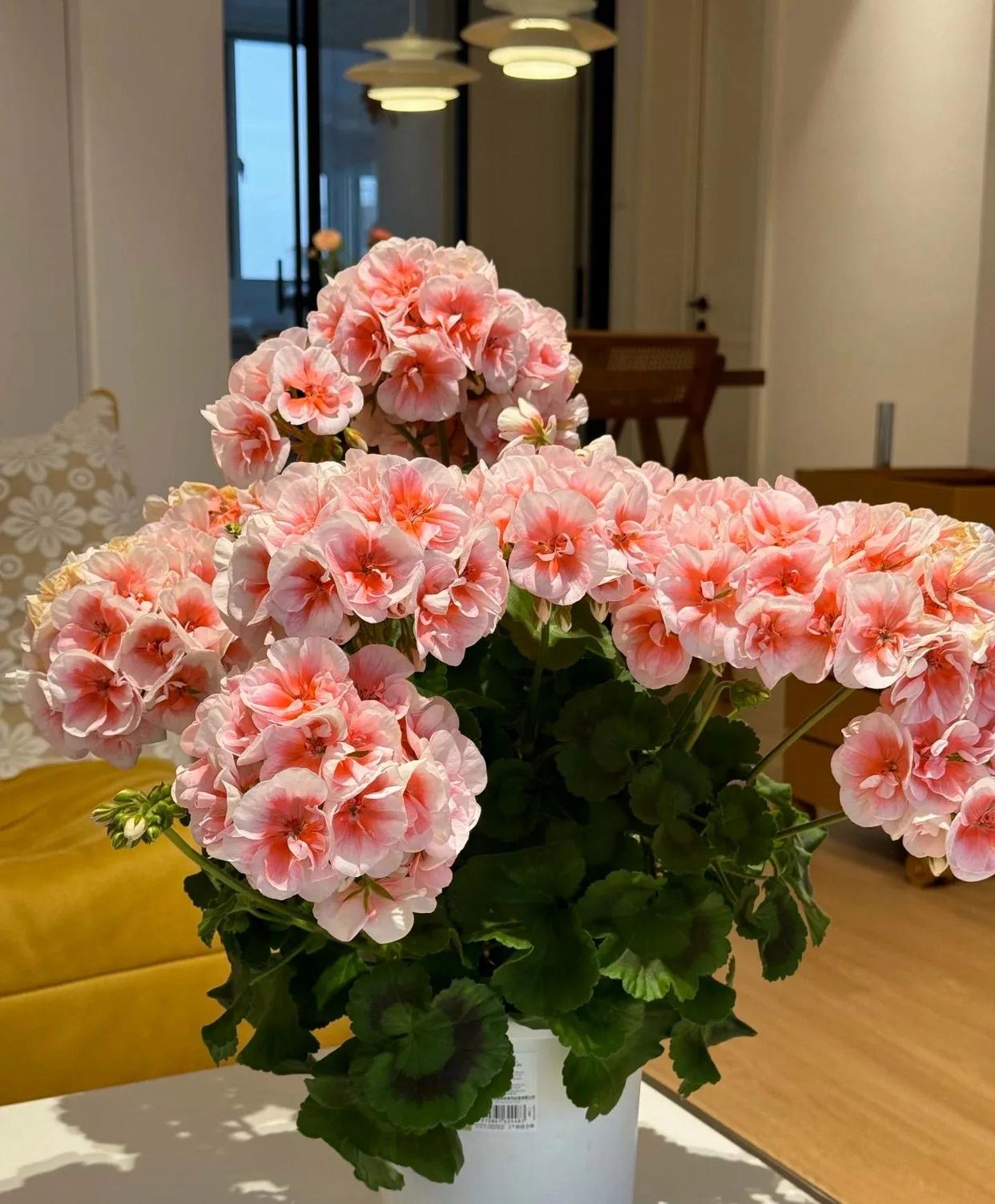 养天竺葵，1个技巧要牢记，不烂根，叶子绿油油，开出串串香香花 onerror=