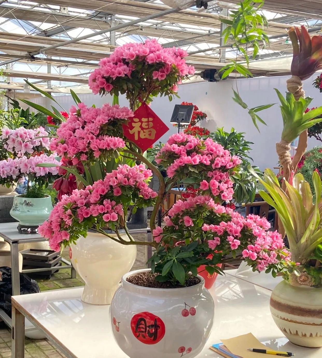 养花20年，发现10种花“又贵又难养”，别再养了，白花钱还闹心 onerror=