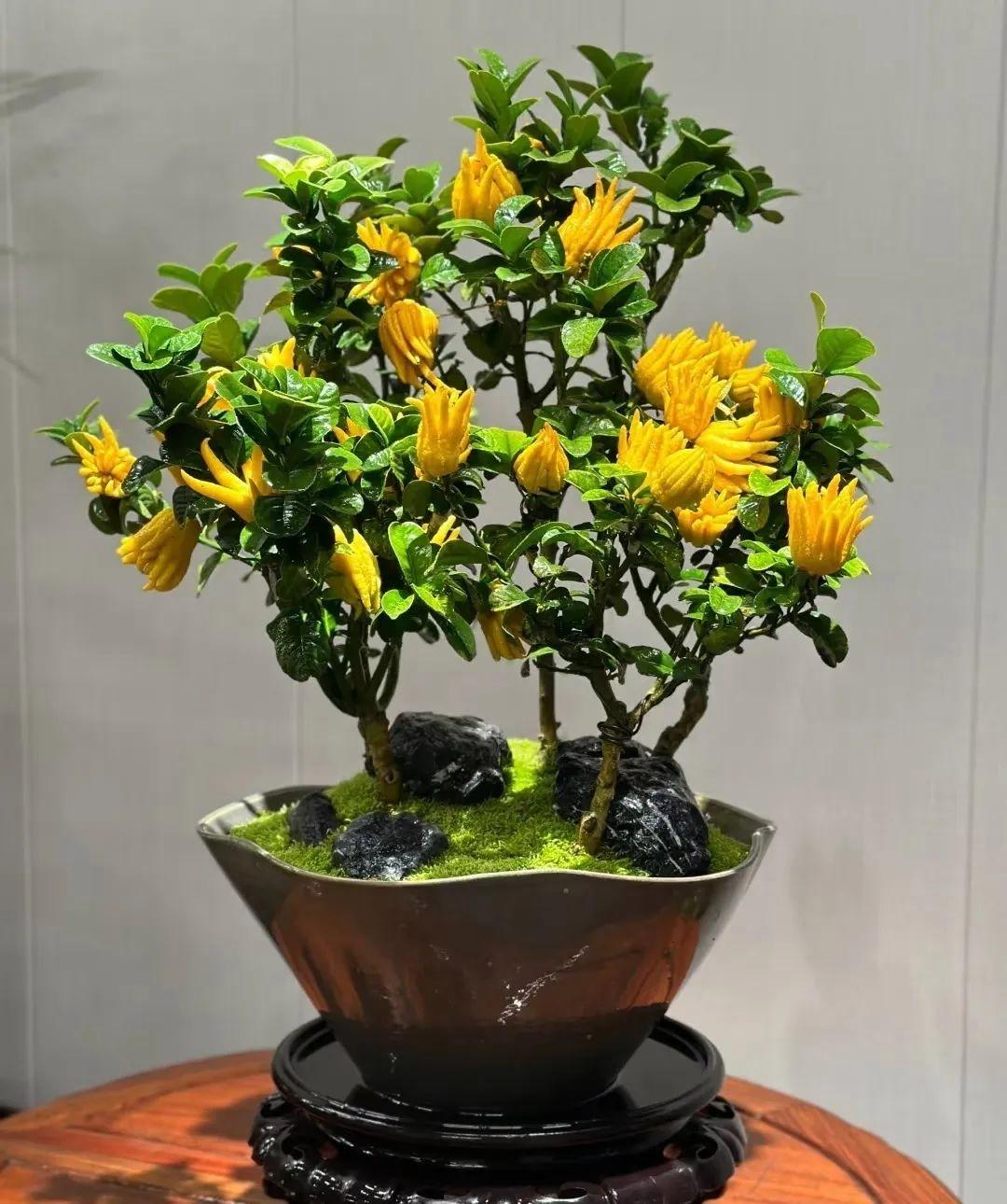 “屋中养花，旺人旺家”，4种吉祥植物，家里一摆好兆头接连不断 onerror=