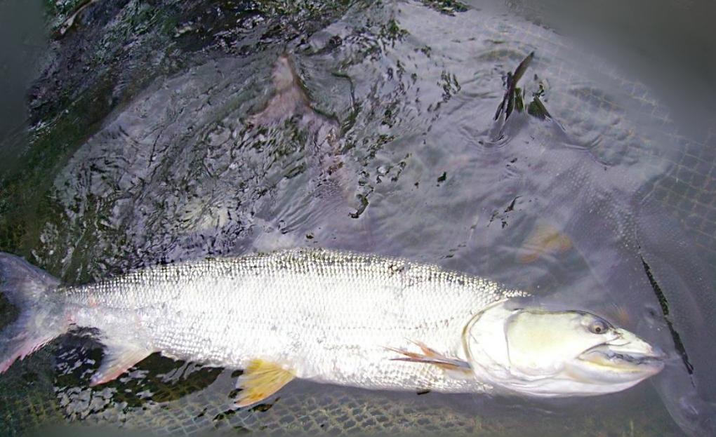 湖南水库曾现“水老虎”，万条大鱼被吃光，抽干水后抓到真凶 onerror=