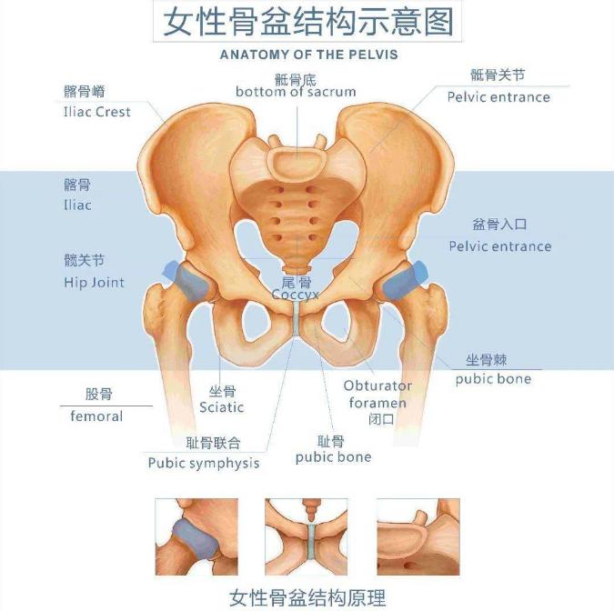 与动物相比，为何人类女性生孩子如此困难？ onerror=