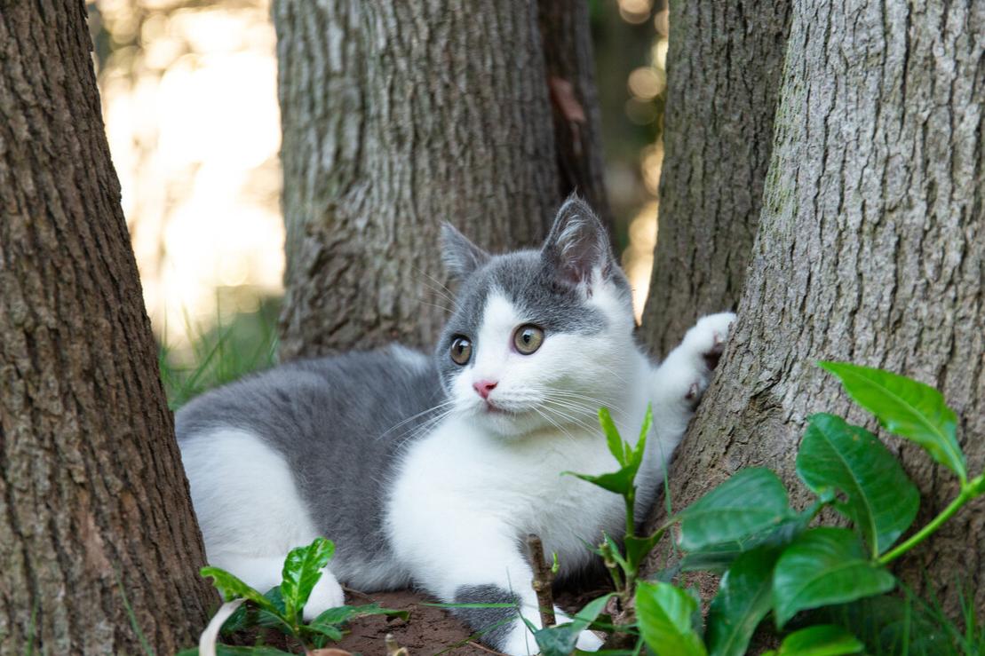 你不要我,我去找你,猫咪3个月跨越10公里,只为找到前主人