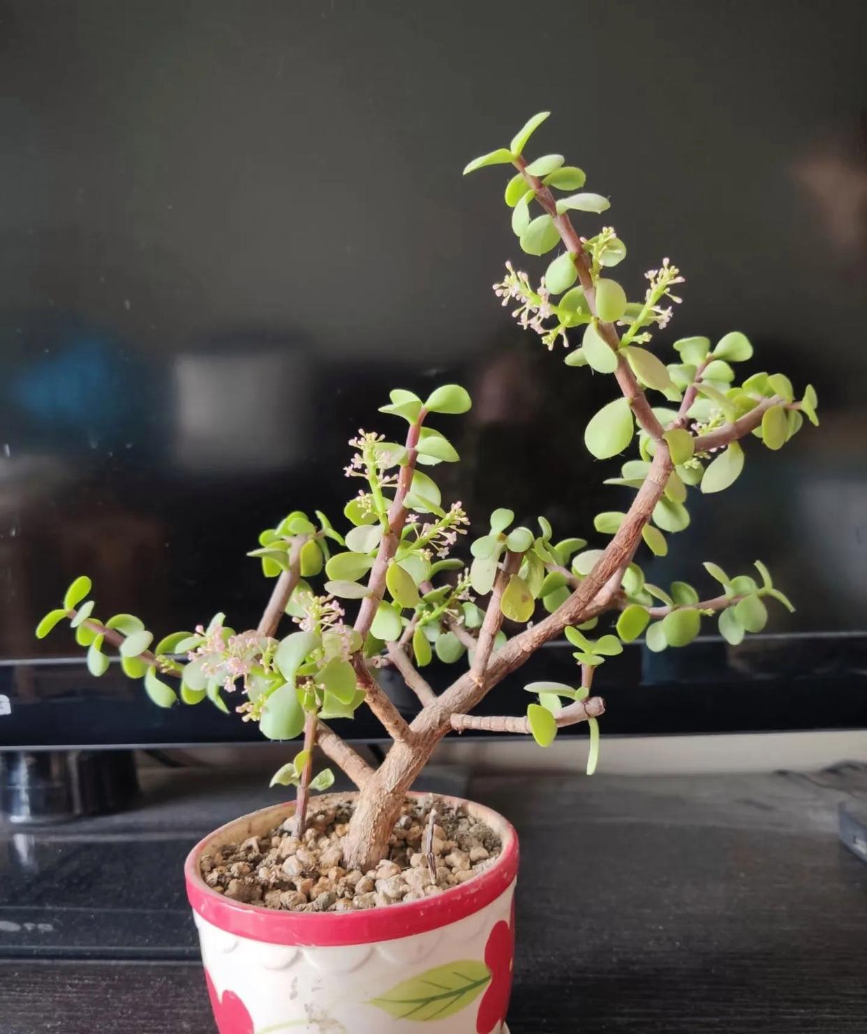 老人常说“5树开花，不富也发”，究竟哪些树这么有“灵气”？ onerror=