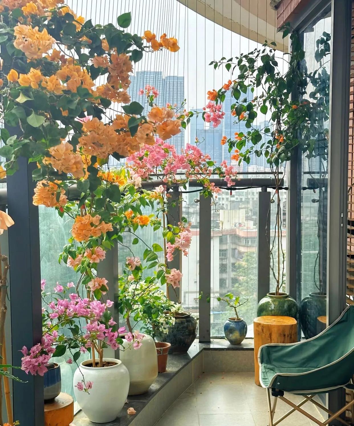 越来越多人“三角梅不放阳台”？看完年轻人的客厅，被惊艳到了！ onerror=