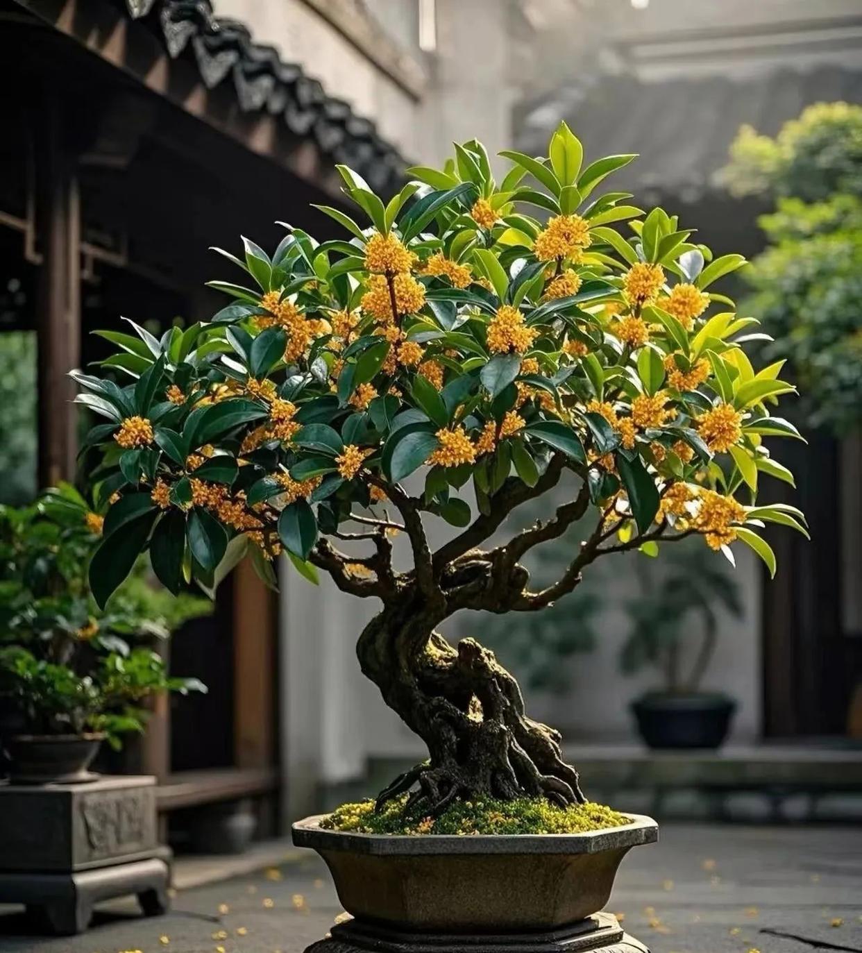 养50盆君子兰，不如一盆它，真正的“富贵大王”，好养健康家运旺