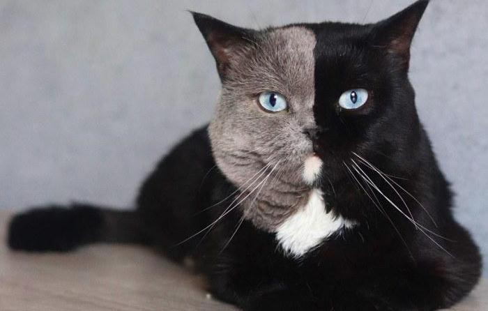 这些猫真不是P的,生的生的!人家生出来就是这样!