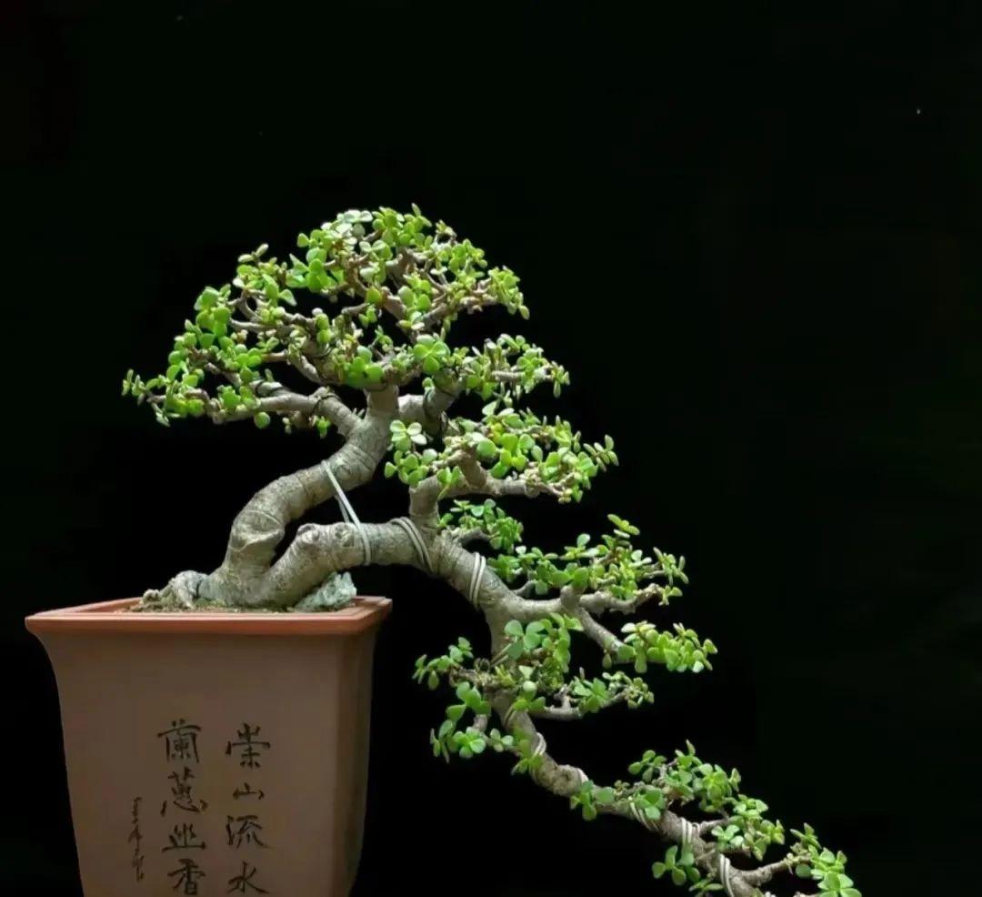 幸好我家没有养这4种花，“花旺人不旺”，家里有养赶紧搬出去 onerror=