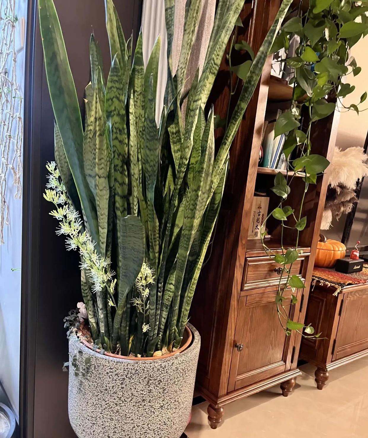 春天养虎皮兰就用“2个妙招”，虎芽蹭蹭长满盆，四季常肥财运旺 onerror=