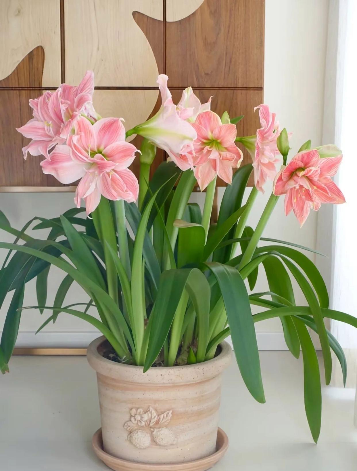 北京一姐姐，朱顶红养3年开“爆盆”，开花时犹如花海，好惊艳！ onerror=