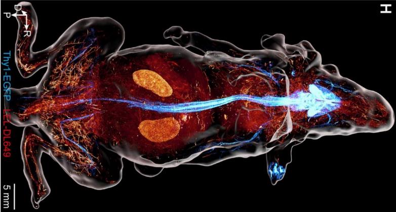 看见每一根神经，科学家为绘出这张图，让老鼠变“透明” onerror=