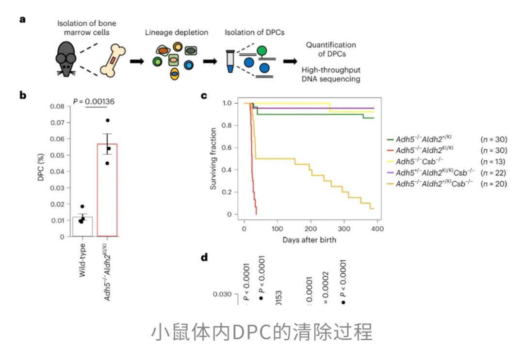 一喝酒就脸红，易痴呆还早衰？Nature子刊：喝酒“上脸”者大脑中Aβ病理加重，增加阿尔茨海默病发生风险；且会推动全身早衰 onerror=
