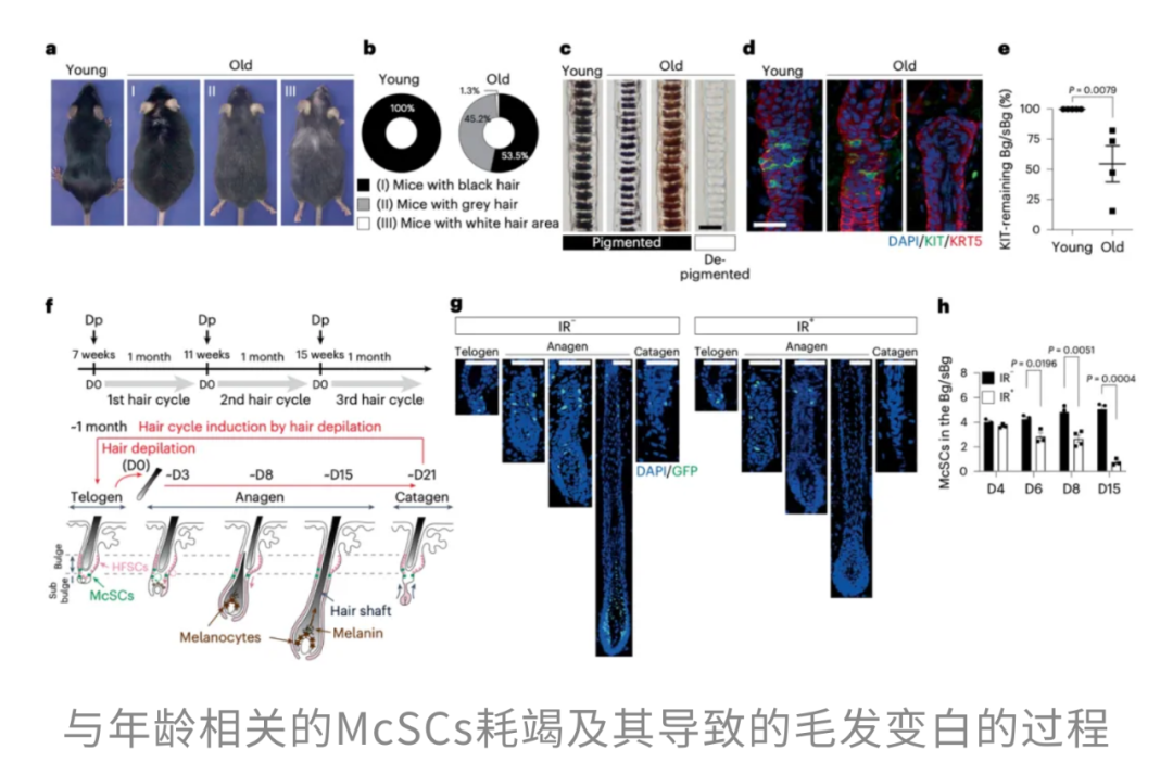 长白发不易患癌，脱发代表修复？Cell和Nature子刊：压力下的头发变白和掉发能防癌，加速“愈合”，是身体牺牲颜值换生存的策略 onerror=