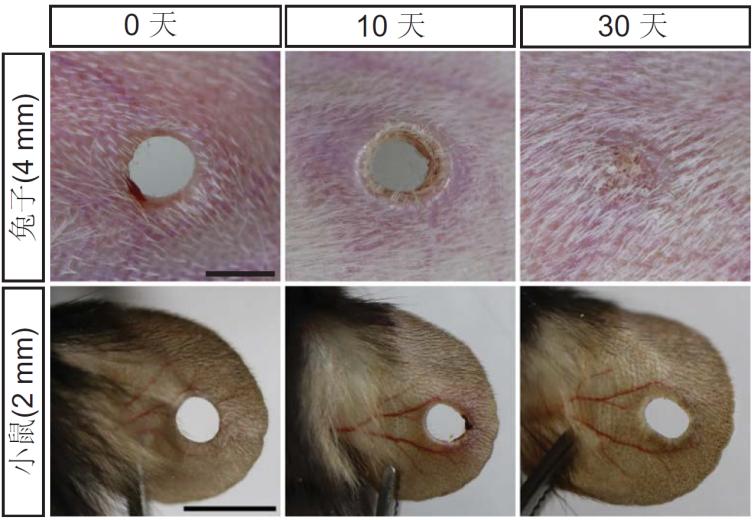 哺乳动物为何难以再生？科学家成功激活小鼠的“再生开关” onerror=