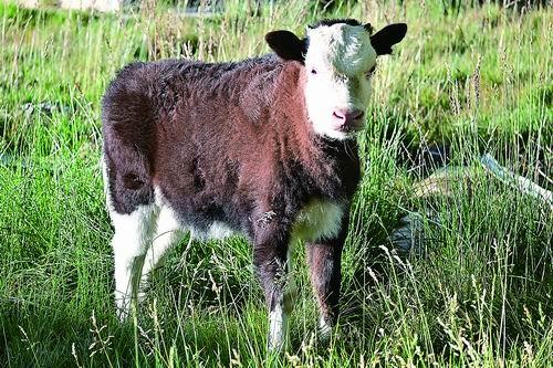 中国克隆技术新突破！这些“复刻版”动物藏着什么基因秘密？ onerror=