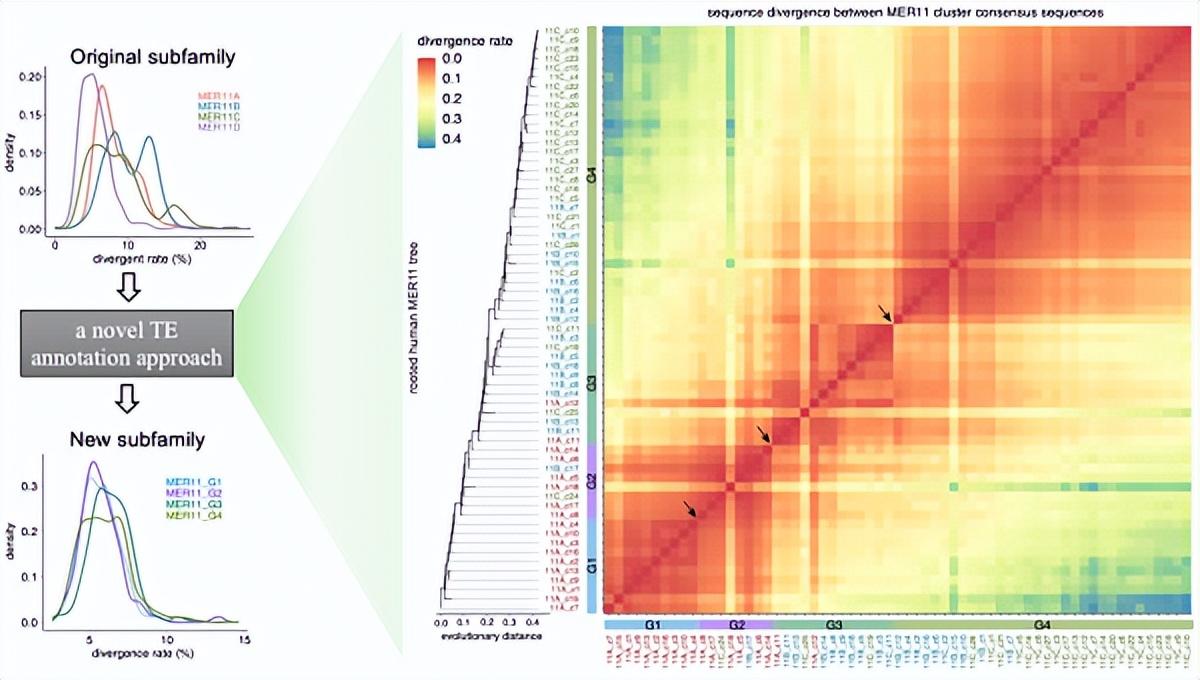 从“垃圾”到宝藏——中国科学家揭开人类基因组中远古病毒的秘密 onerror=