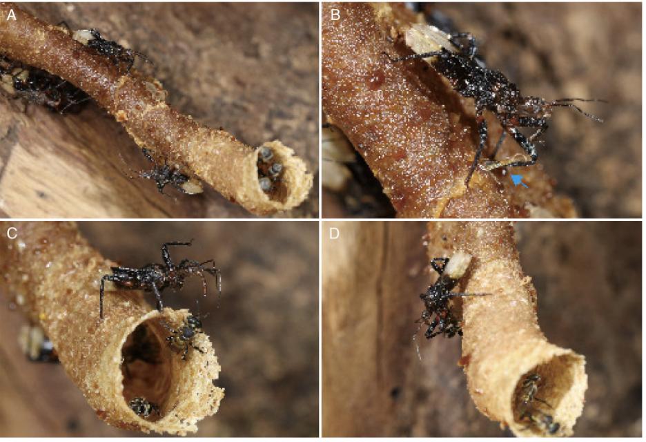 比武侠小说更绝！科学家揭示猎蝽如何破解蜜蜂防御系统 onerror=