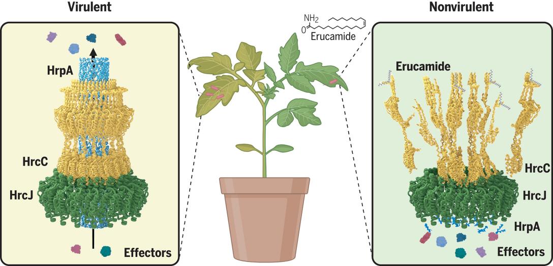 不用农药也能治病害？植物体内竟藏天然抗生素