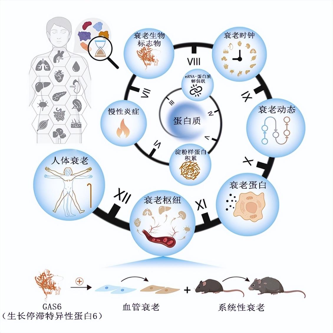 我们的器官是如何变老的？科学家绘制人体衰老蛋白质图谱 onerror=