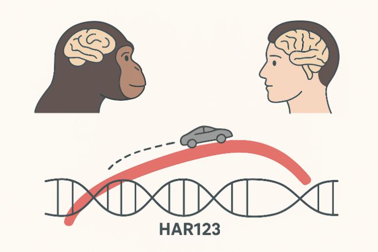 基因“快进键”：科学家找到人类比黑猩猩更聪明的原因 onerror=