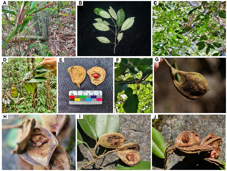 无需种子，空中生根：科学家这样抢救国宝博罗红豆 onerror=