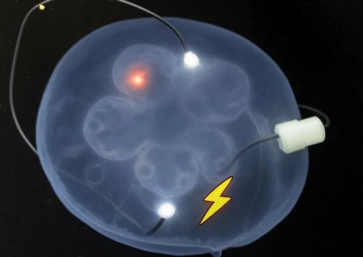 水母“飞升”，AI植入，变身深海活体计算机 onerror=