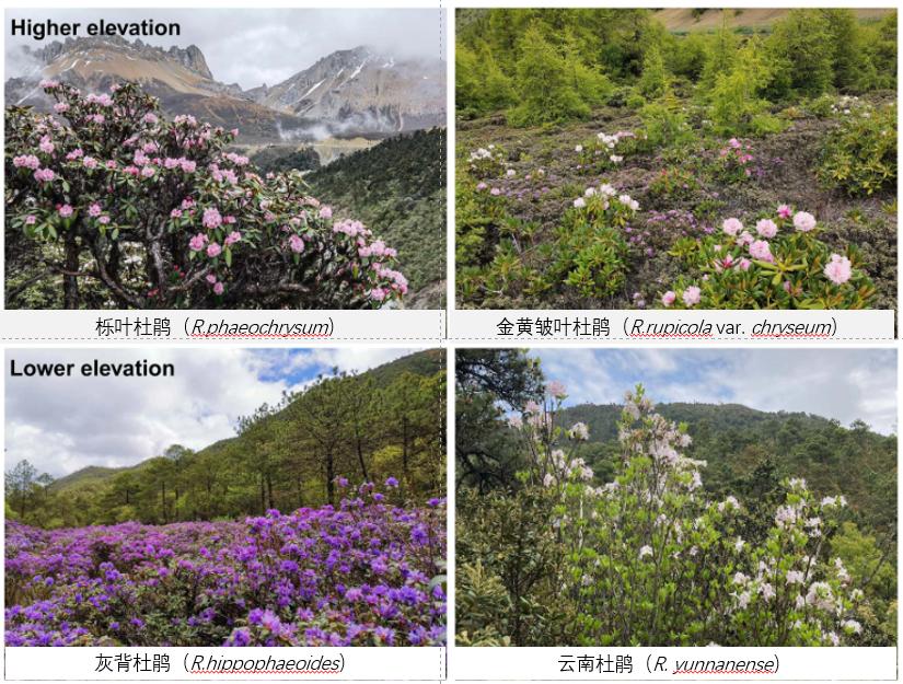 为何高山杜鹃宁可让花暴露在霜冻中，也要保住新生的叶片？ onerror=