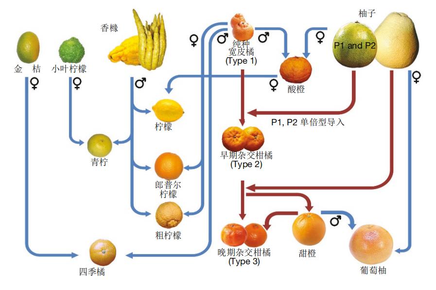 剥开一个橘子，里面藏着800万年的进化密码 onerror=