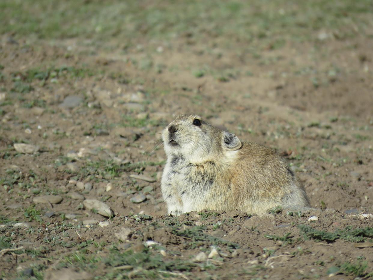 3700万年的演化，它究竟是鼠还是兔？ onerror=