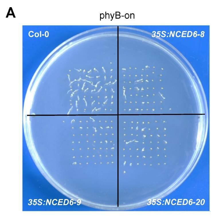 阳光下的魔术：光如何“唤醒”沉睡的种子？ onerror=