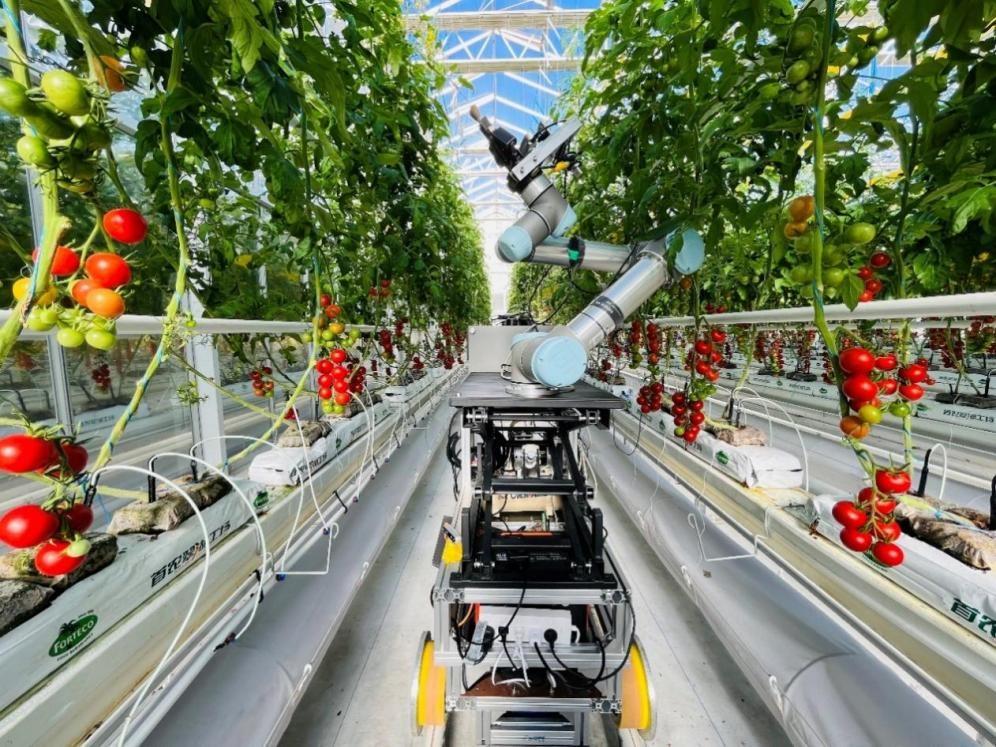 “吉儿”当红娘：机器人如何让作物“智慧相亲”？ onerror=