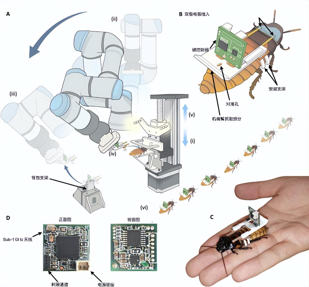 批量将蟑螂改造为机器人……？先别划走！应用前景超乎想象！ onerror=