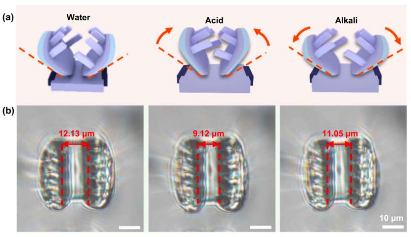 给细胞“送快递”？中国科学家打造多功能3D微纳机器人 onerror=