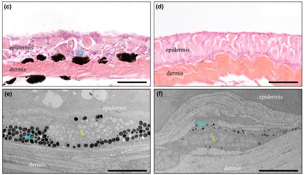 永不见光的鱼：为何它们选择“褪去颜色”？ onerror=