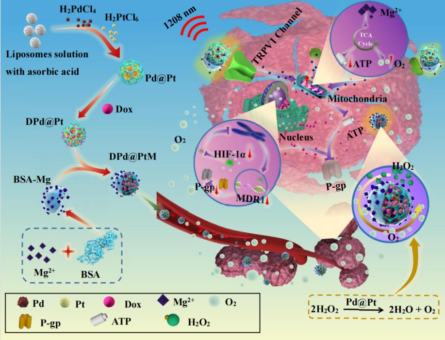 细胞城堡的攻防战：驯服叛逆TRP通道的纳米武器 onerror=