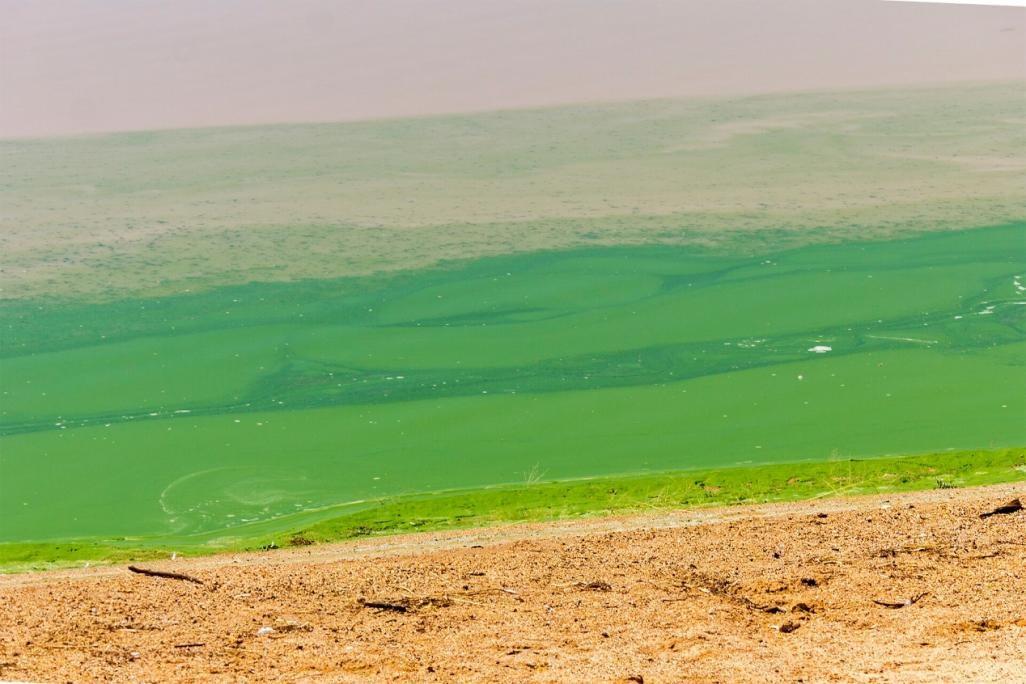 破解一滴水的生态密码！分类学与生态学如何协同“诊断” onerror=
