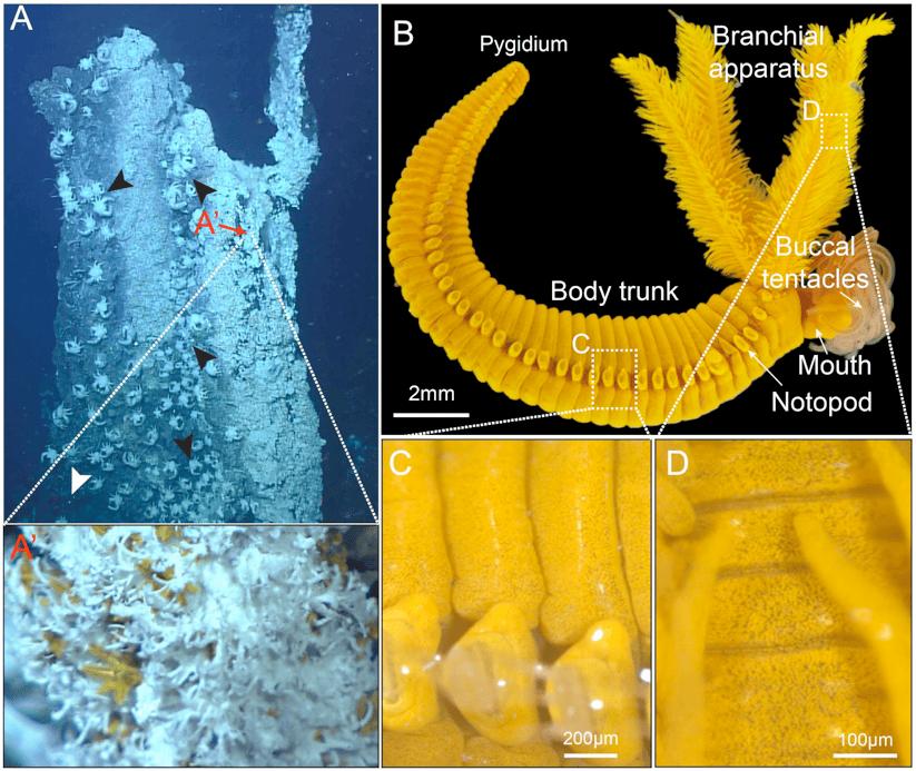 改写生命极限认知：深海神奇物种“以毒攻毒”的生存奇迹 onerror=