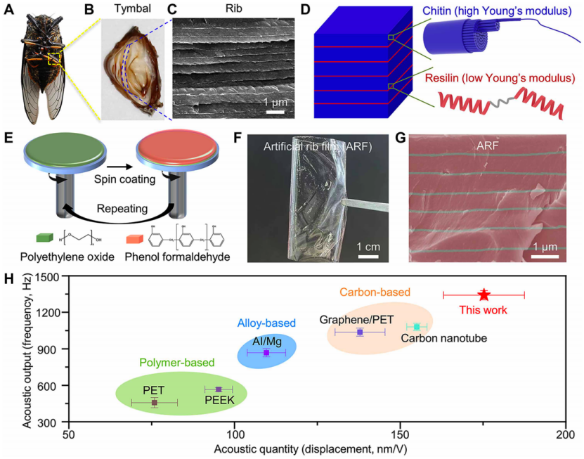 蝉翼薄处有乾坤！中国科学家造出超强“人造蝉膜” onerror=