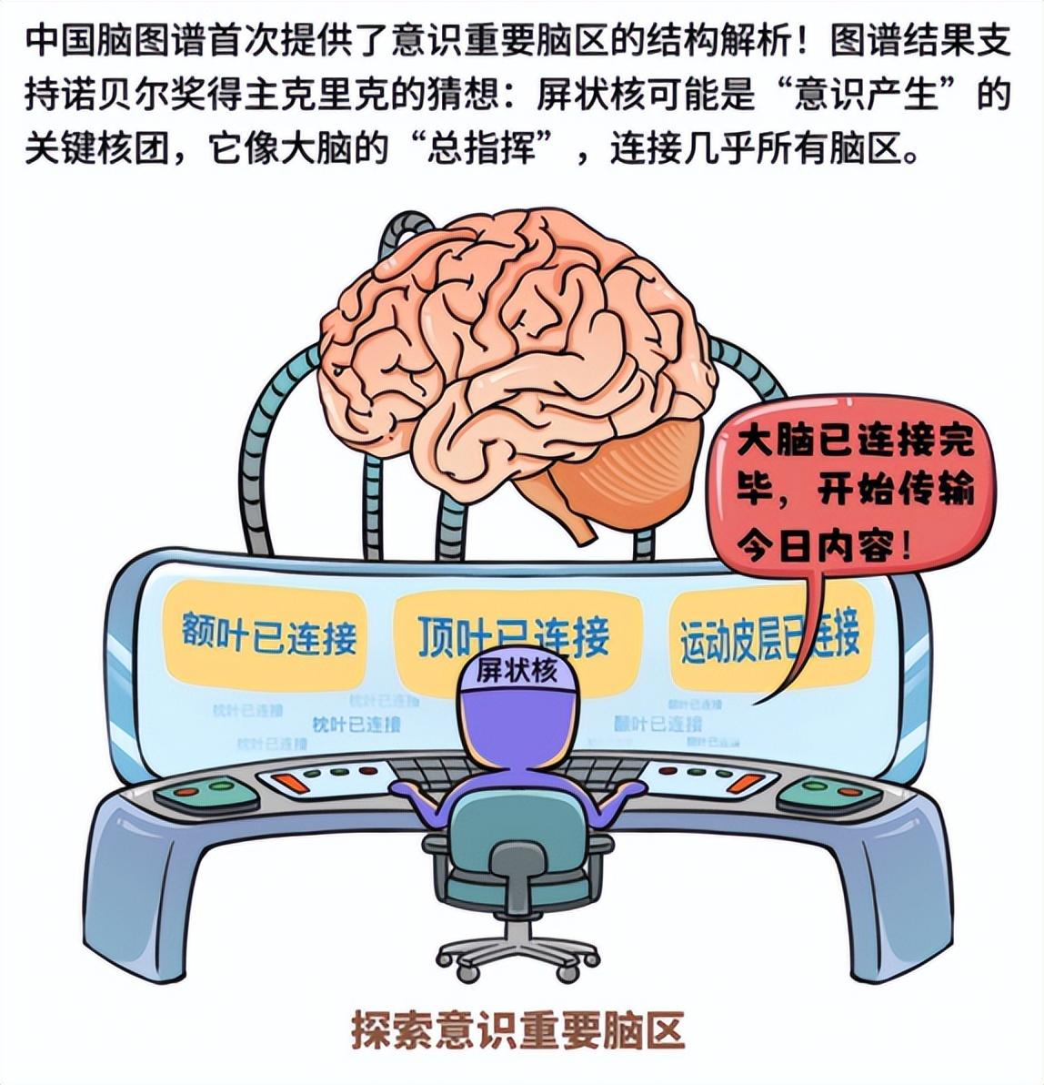大脑探索新突破！中国科学家成功绘制高精度“脑地图” onerror=