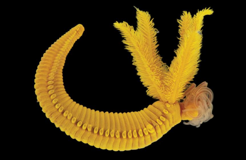 在比砒霜还毒10倍的环境中，为何这种生物活得有滋有味？ onerror=