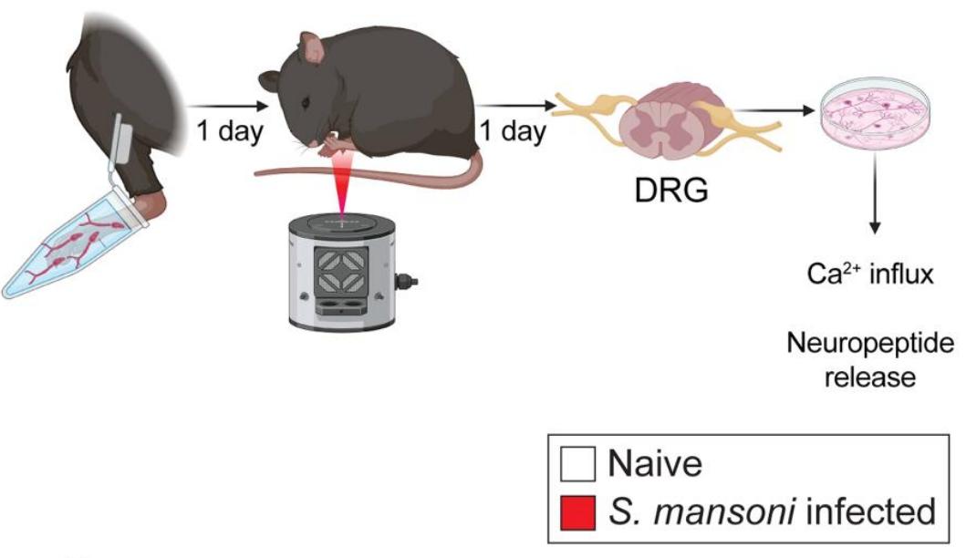 身体警报系统遭破解！这种虫子的寄生策略给新型止痛药带来灵感 onerror=