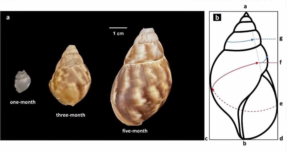 蜗牛壳，竟然藏着百万年的气候日记？ onerror=