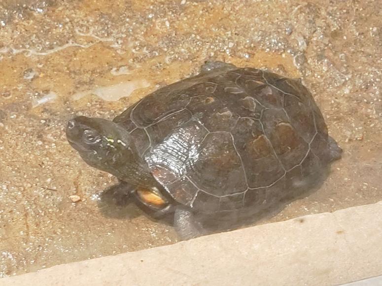 除了乌龟,还有这么多动物都比人类更长寿,长寿秘密在于