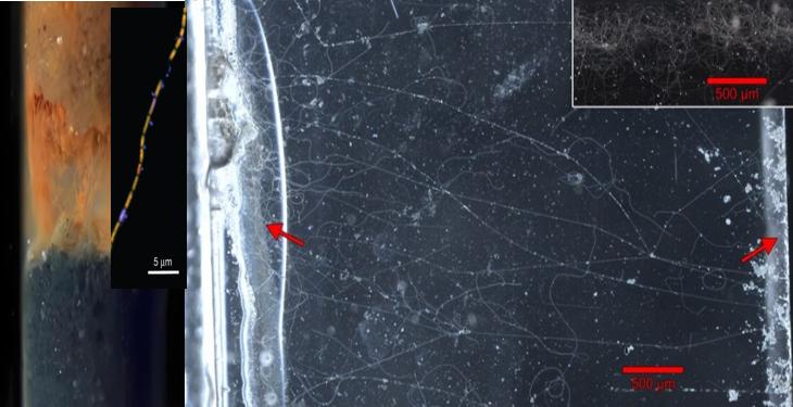 藏在海岸带微生物世界中的“神秘电缆”