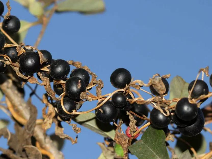 路边的这种小黑果,最好别吃!它害我们扒了几个月的鸟屎……