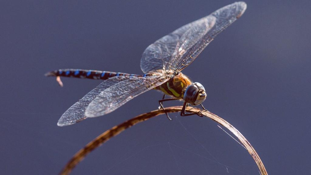 蜻蜓堪称是飞行界的王牌，它们的飞行能力到底有多强？ onerror=