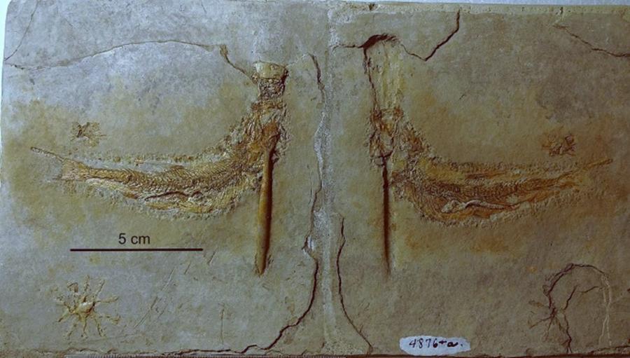 1.52亿年前的地层，发现被“铁钉”穿喉致死的鱼，谁干的？ onerror=