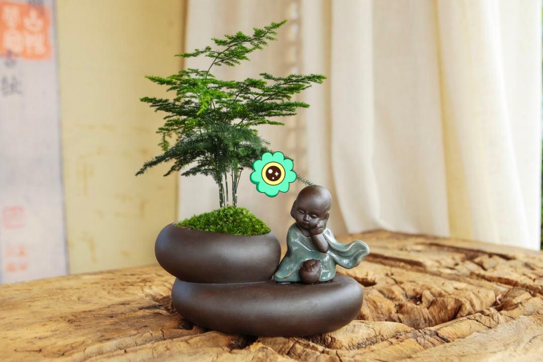 文竹养不好，是因为有“5怕”，要及时纠正，叶片才不会黄叶 onerror=