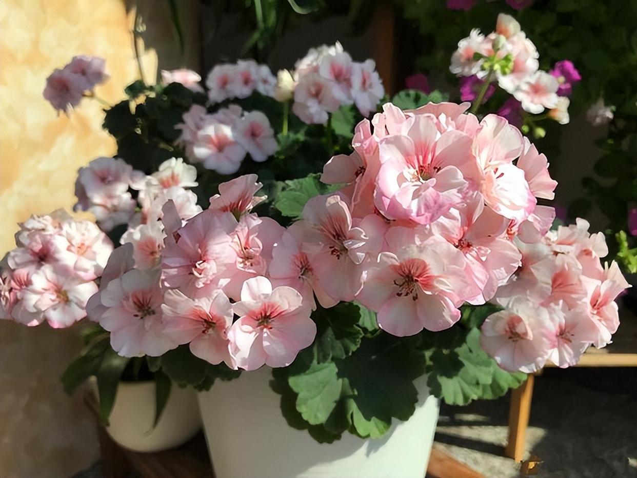 “养了3年天竺葵，后悔了”，巅峰跌入低谷，再也没天竺葵阳台 onerror=