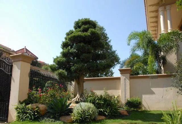 种花不如种树，6种名贵树，可遇不可求，种上1棵都能当“传家宝” onerror=