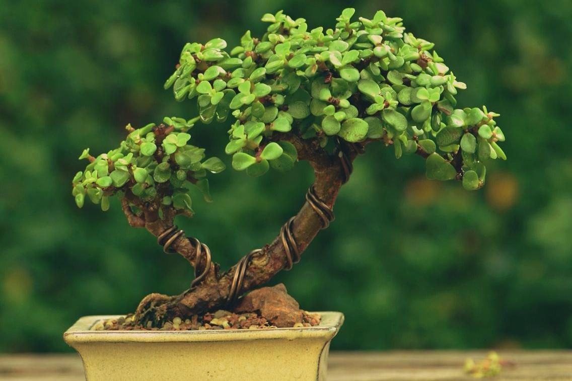 金枝玉叶这么养，枝干苍劲有力，造型漂亮颜值高，变成盆景价值大 onerror=